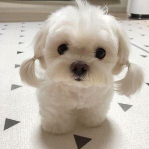 Meet your Posher, Gianna